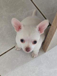Chihuahua hundmädchen