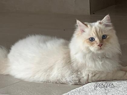Heilige Birma Kitten