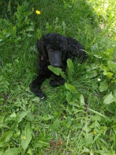 Wurfankündigung F1 Labradoodle