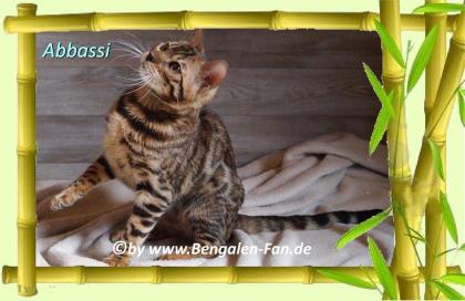 Bengal Kater Abbassi immer gut gelaunt fröhlich und lieb