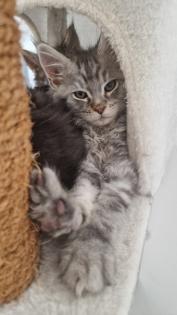 Maine Coon Kitten / Coonies /Kitten