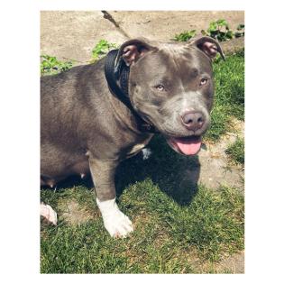 American Bully Hündin.