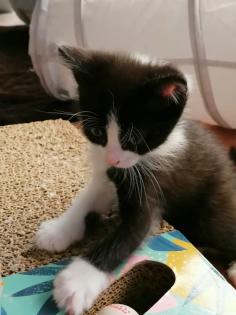Kitten Katzenbaby Katzenkinder Babykatze Katzenbabies Katzenjunge