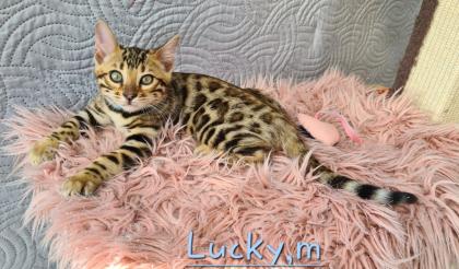 Wunderschöne Bengal Kitten gechipt geimpft mit Stammbaum