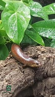 1 2 Lygosoma corpulentum