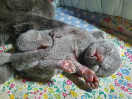 Russisch blau Kitten Kater ab Mitte Juni zur Abgabe