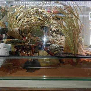 2 Leopardgecko Weibchen mit Terrarium