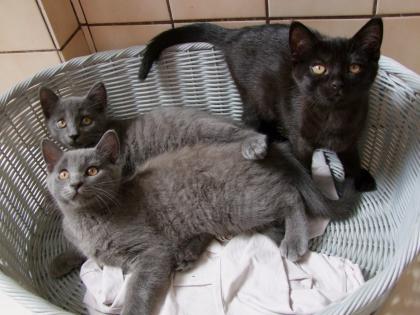 Süße kleine Kätzchen / Kitten / Katzenbabys