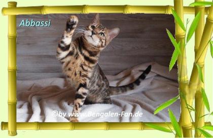 Bengal Kater Abbassi immer gut gelaunt fröhlich und lieb