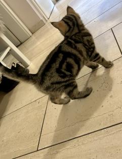 Zwei wunderschöne BKH Kitten Katzen