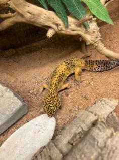 Leopardgecko mit Terrarium und Zubehör