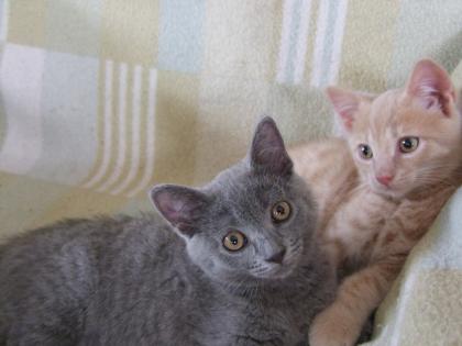 Süße kleine Katzenbabys / Kätzchen / Kitten