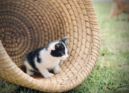 Kitten Bildhübsche Kätzchen