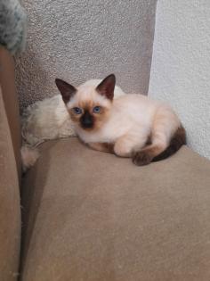 Tonkanesekitten Burma Siam