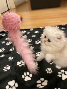 Wunderschöne Britisch Langhaar Katzen