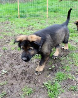 Obiwan Rüde Welpe Altdeutscher Schäferhund DDR Linien