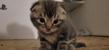 Scotish Fold kittys katzen