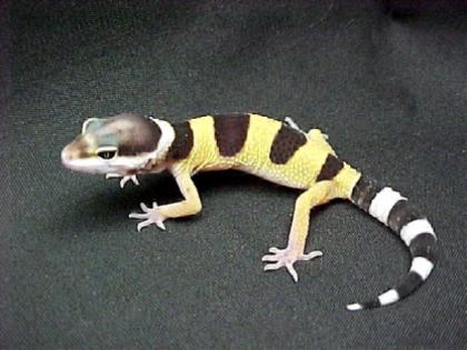 Leopardgecko NZ 2022 abzugeben