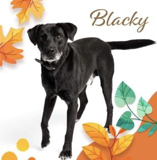 Blacky ist ein sehr braver freundlicher und hübscher Hundebub