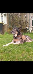 Deckrüde Schäferhund husky Mix