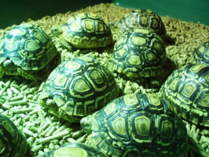 Ägyptischen griechischen Leoparden und andere Landschildkröten zu verkaufen.