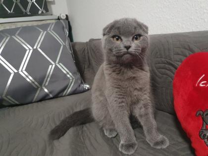Ich biete zwei süßen Katzen