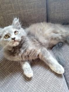 Chinchilla Perser Katze