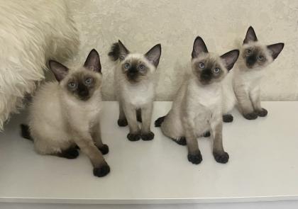 Schöne Babys Mekong bobtail
