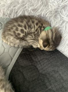 Bengal/BKH mix Kitten Erbkrankheitenfrei