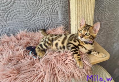 Wunderschöne Bengal Kitten gechipt geimpft mit Stammbaum