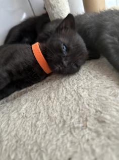 Siam Mix Kitten / Babykatze
