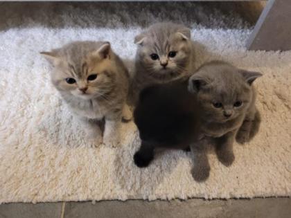 Bkh/scottish fold kitten