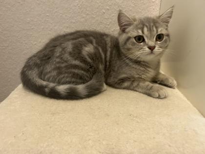 Zwei wunderschöne BKH Kitten Katzen