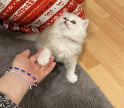 Wunderschöne Britisch Langhaar Katzen
