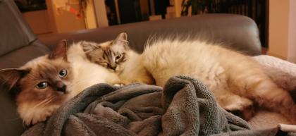Heilige Birma Kitten reinrassig suchen ein liebevolles Zuhause