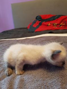 Reinrassige Siam Kitten Balinesisch