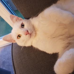 Nimbus - Schmusebär wurde zum Notfall aus dem Tierschutz / gechipt geimpft kastriert