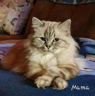 Heilige Birma Kitten