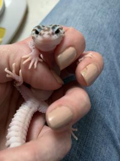 1. 0 Mack super Snow Raptor Leopardgecko Männchen Enz 22 Übergabe Houten oder Hamm möglich