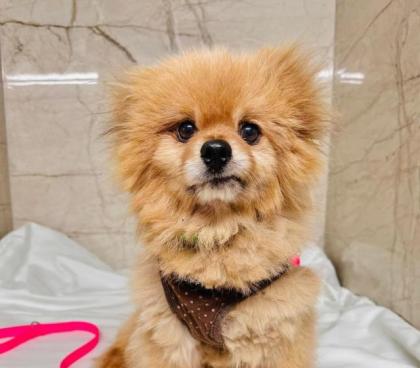 Bangladesh - Pomeranian-Mix - lieb schüchtern ruhig