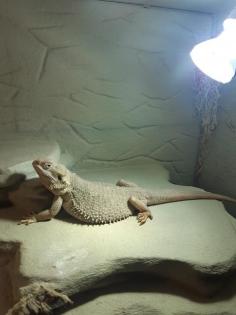 Bartagame Hypo Zero female / weiblich