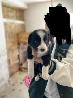 Border Collie Welpen