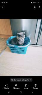 Britisch kurzhaar Kitten