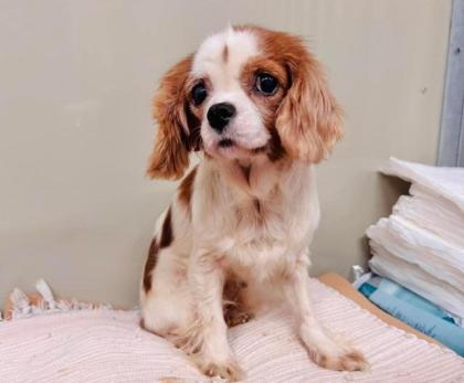 Velvet - ruhig sozial - Cavalier-Mischling