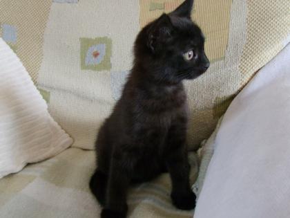 Süße kleine Katzenbabys / Kätzchen / Kitten