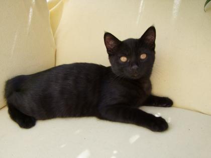 Vier kleine Katzen / Kätzchen / Kitten