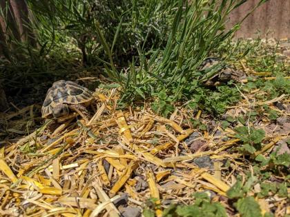 Griechische Landschildkröten Testudo hermanni Nachzuchten aus 2019 2021 und 2022