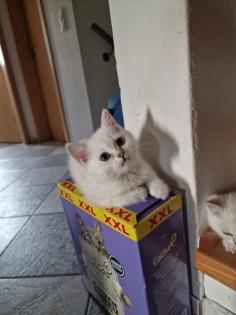 Süße BKH kitten ns 1133 mit Blauen augen