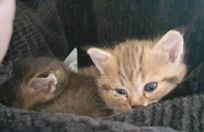 BKH Kitten 13 Wochen