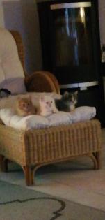 Edelmix Kitten Neva Masquarade Maine Coon